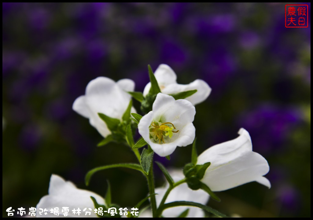 【雲林景點】超夢幻彩虹花田現身在斗南．台南區農業改良場雲林分場-風鈴花/免費參觀/一日遊/親子遊 @假日農夫愛趴趴照