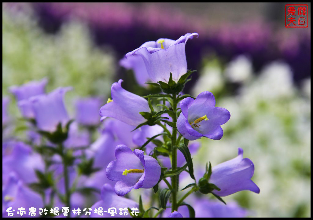 【雲林景點】超夢幻彩虹花田現身在斗南．台南區農業改良場雲林分場-風鈴花/免費參觀/一日遊/親子遊 @假日農夫愛趴趴照