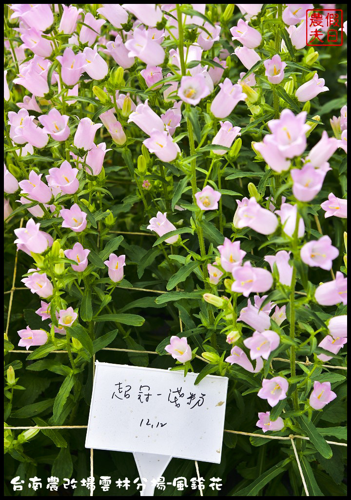 【雲林景點】超夢幻彩虹花田現身在斗南．台南區農業改良場雲林分場-風鈴花/免費參觀/一日遊/親子遊 @假日農夫愛趴趴照