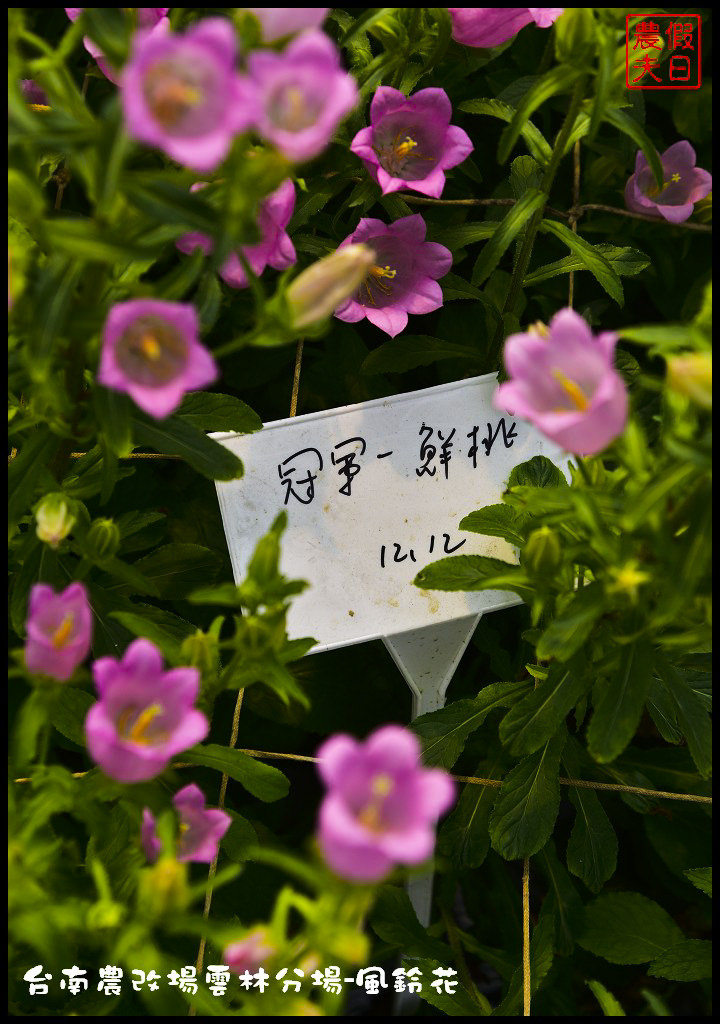 【雲林景點】超夢幻彩虹花田現身在斗南．台南區農業改良場雲林分場-風鈴花/免費參觀/一日遊/親子遊 @假日農夫愛趴趴照