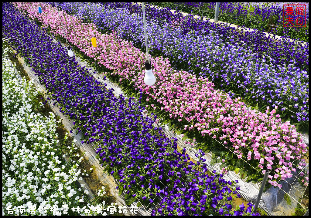 【雲林景點】超夢幻彩虹花田現身在斗南．台南區農業改良場雲林分場-風鈴花/免費參觀/一日遊/親子遊 @假日農夫愛趴趴照