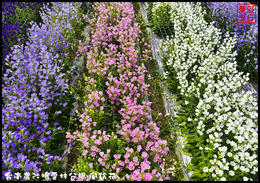 【雲林景點】超夢幻彩虹花田現身在斗南．台南區農業改良場雲林分場-風鈴花/免費參觀/一日遊/親子遊 @假日農夫愛趴趴照