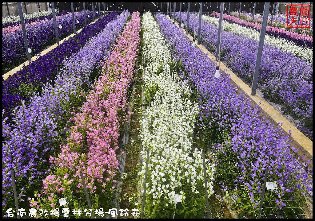 【雲林景點】超夢幻彩虹花田現身在斗南．台南區農業改良場雲林分場-風鈴花/免費參觀/一日遊/親子遊 @假日農夫愛趴趴照