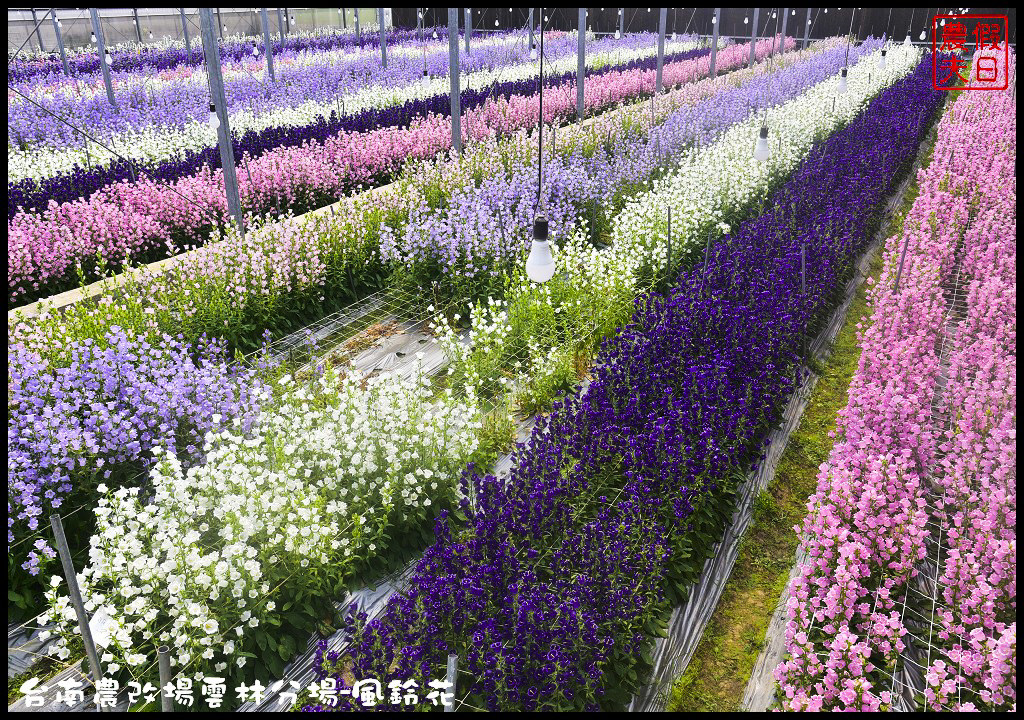 【雲林景點】超夢幻彩虹花田現身在斗南．台南區農業改良場雲林分場-風鈴花/免費參觀/一日遊/親子遊 @假日農夫愛趴趴照