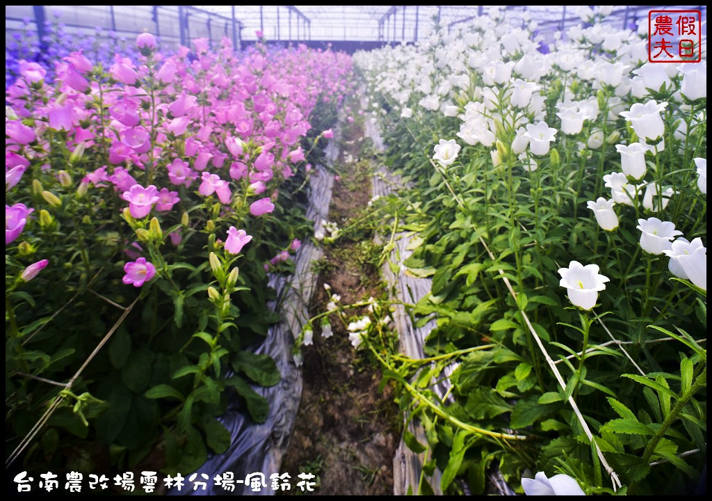 【雲林景點】超夢幻彩虹花田現身在斗南．台南區農業改良場雲林分場-風鈴花/免費參觀/一日遊/親子遊 @假日農夫愛趴趴照