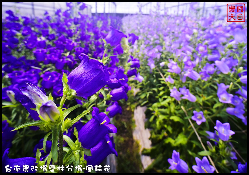 【雲林景點】超夢幻彩虹花田現身在斗南．台南區農業改良場雲林分場-風鈴花/免費參觀/一日遊/親子遊 @假日農夫愛趴趴照