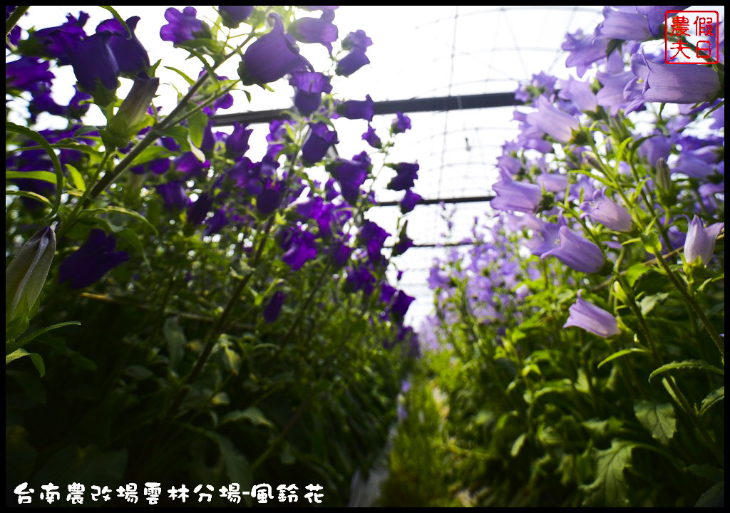 【雲林景點】超夢幻彩虹花田現身在斗南．台南區農業改良場雲林分場-風鈴花/免費參觀/一日遊/親子遊 @假日農夫愛趴趴照