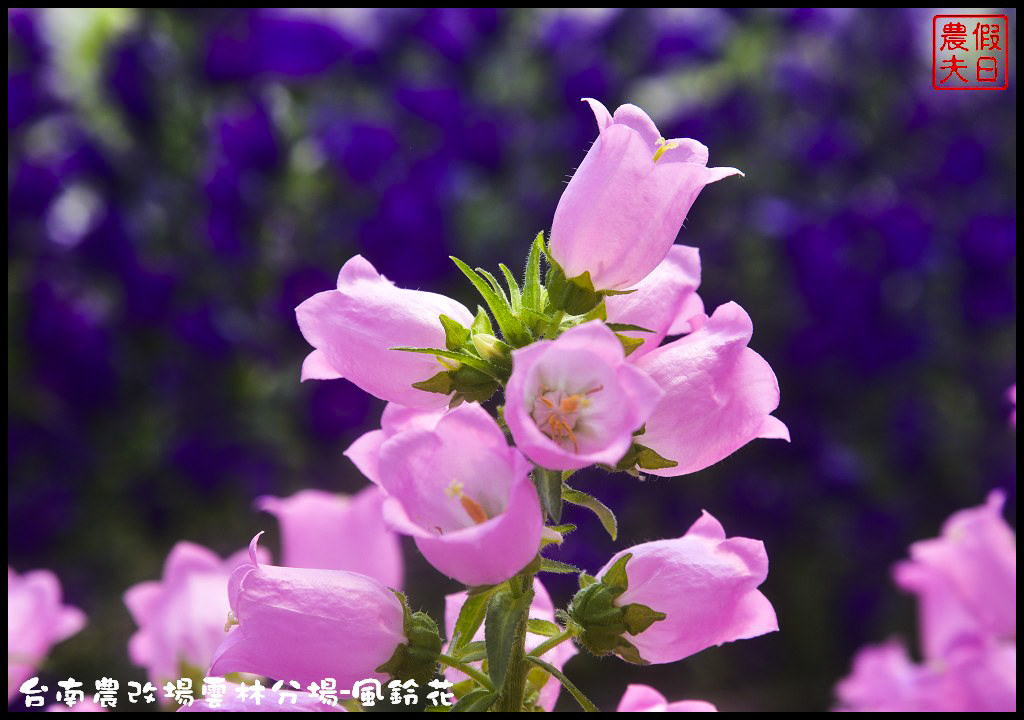 【雲林景點】超夢幻彩虹花田現身在斗南．台南區農業改良場雲林分場-風鈴花/免費參觀/一日遊/親子遊 @假日農夫愛趴趴照