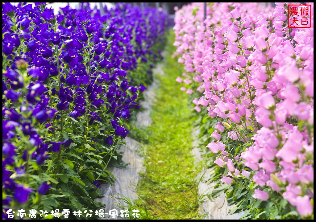 【雲林景點】超夢幻彩虹花田現身在斗南．台南區農業改良場雲林分場-風鈴花/免費參觀/一日遊/親子遊 @假日農夫愛趴趴照