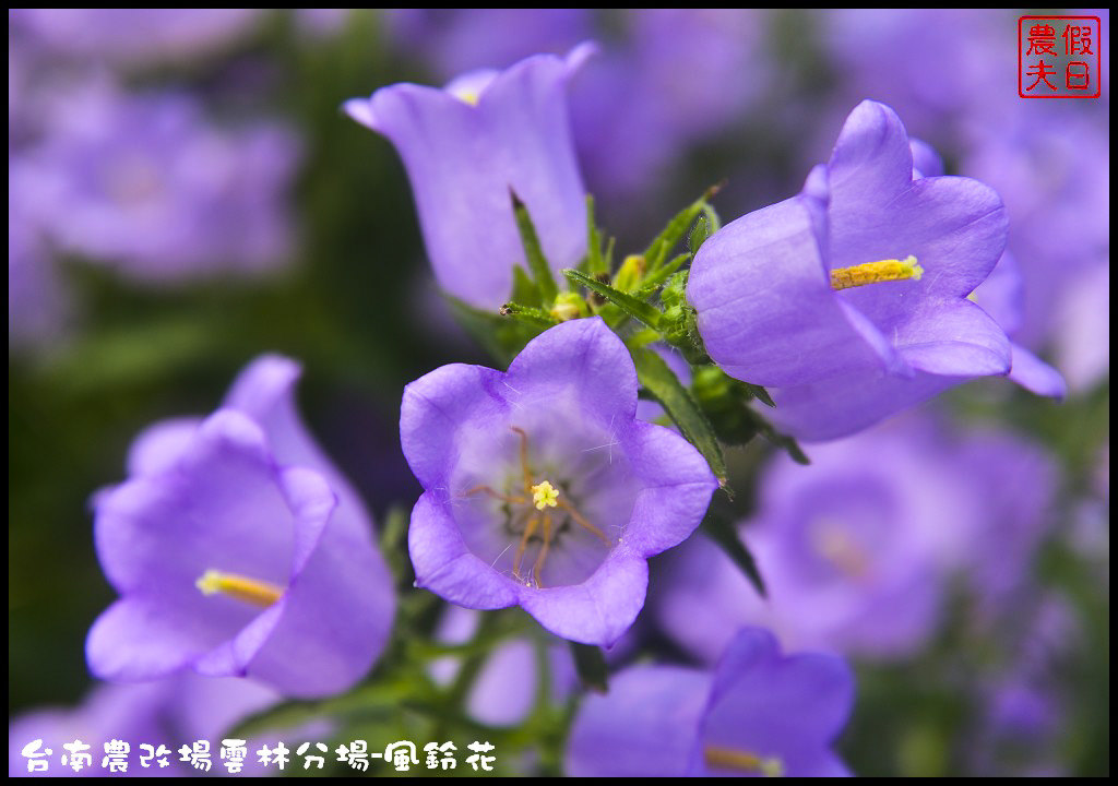 【雲林景點】超夢幻彩虹花田現身在斗南．台南區農業改良場雲林分場-風鈴花/免費參觀/一日遊/親子遊 @假日農夫愛趴趴照