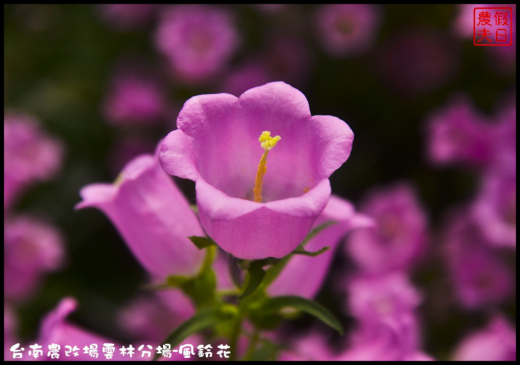 【雲林景點】超夢幻彩虹花田現身在斗南．台南區農業改良場雲林分場-風鈴花/免費參觀/一日遊/親子遊 @假日農夫愛趴趴照