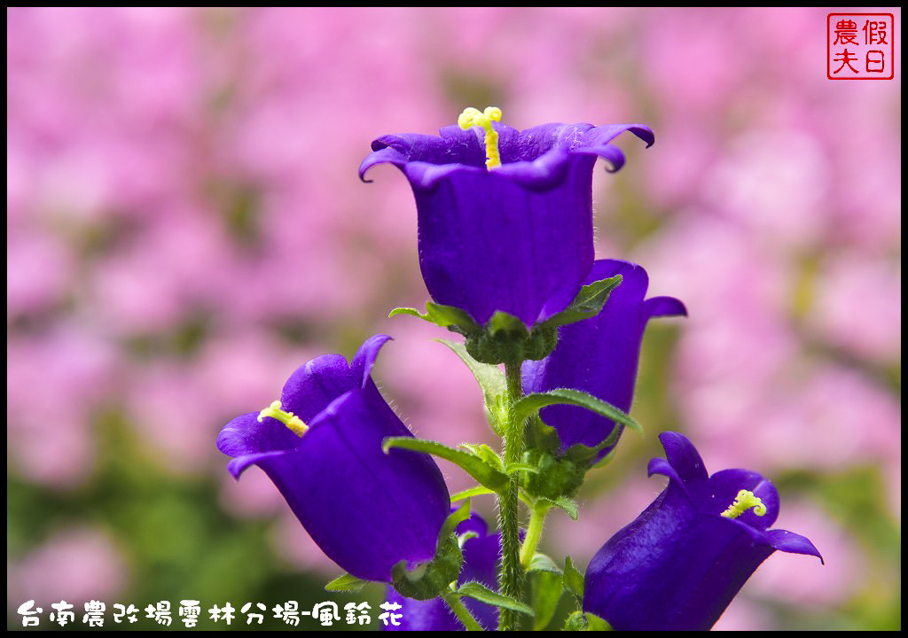 【雲林景點】超夢幻彩虹花田現身在斗南．台南區農業改良場雲林分場-風鈴花/免費參觀/一日遊/親子遊 @假日農夫愛趴趴照