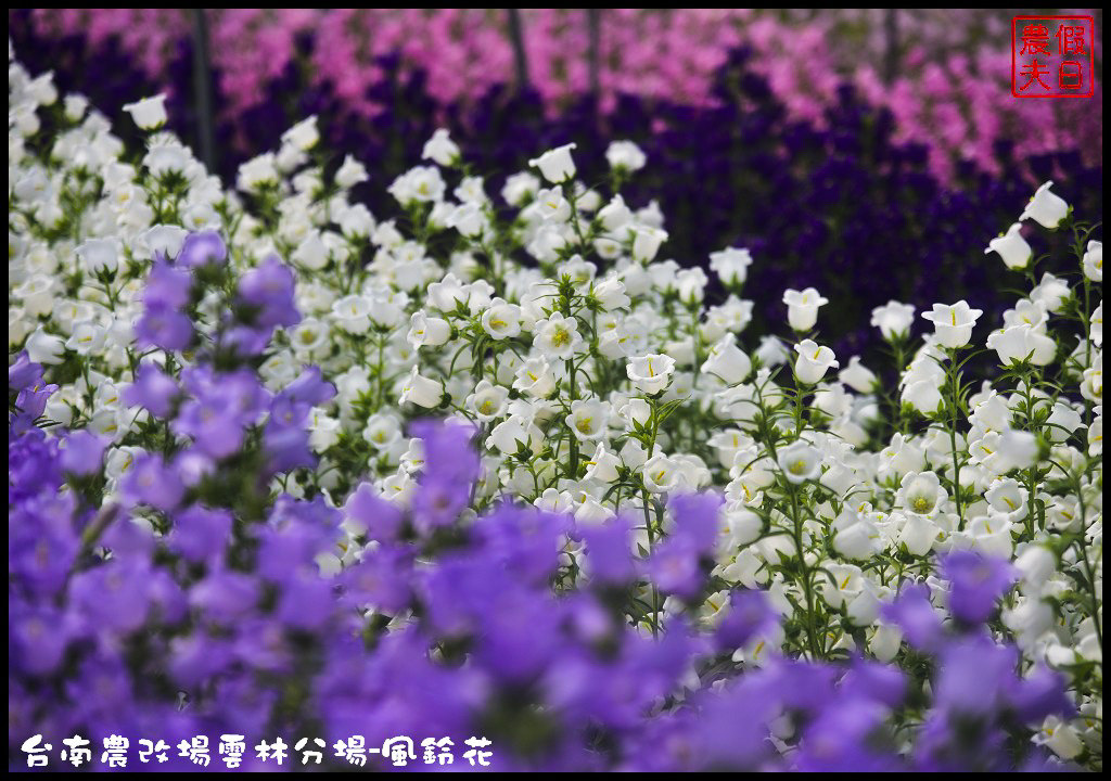 【雲林景點】超夢幻彩虹花田現身在斗南．台南區農業改良場雲林分場-風鈴花/免費參觀/一日遊/親子遊 @假日農夫愛趴趴照