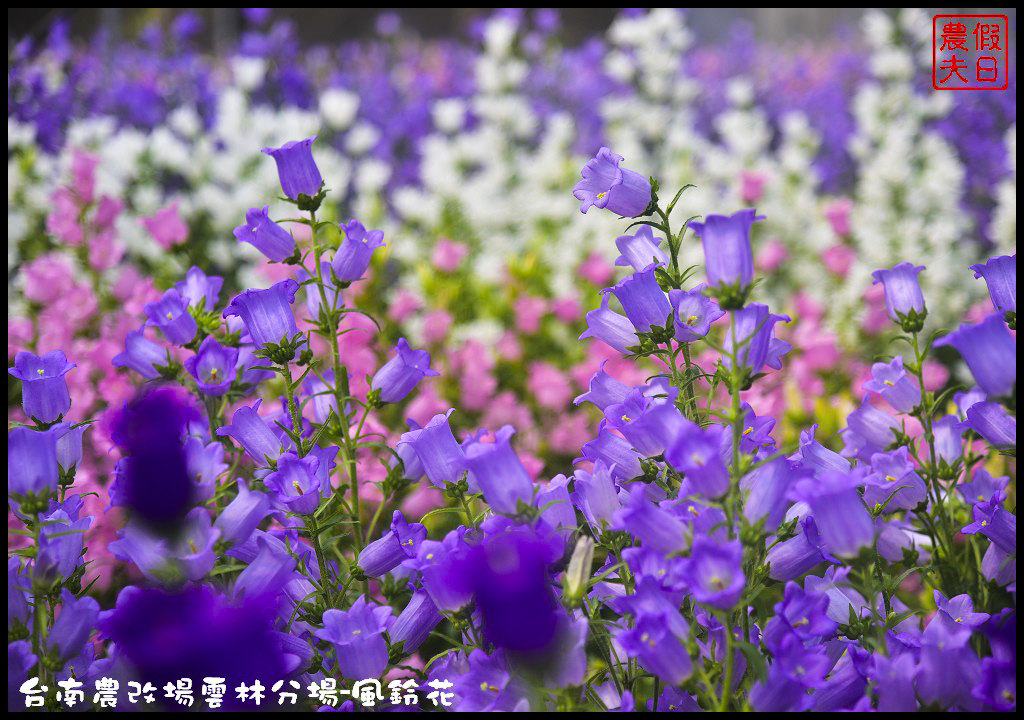 【雲林景點】超夢幻彩虹花田現身在斗南．台南區農業改良場雲林分場-風鈴花/免費參觀/一日遊/親子遊 @假日農夫愛趴趴照