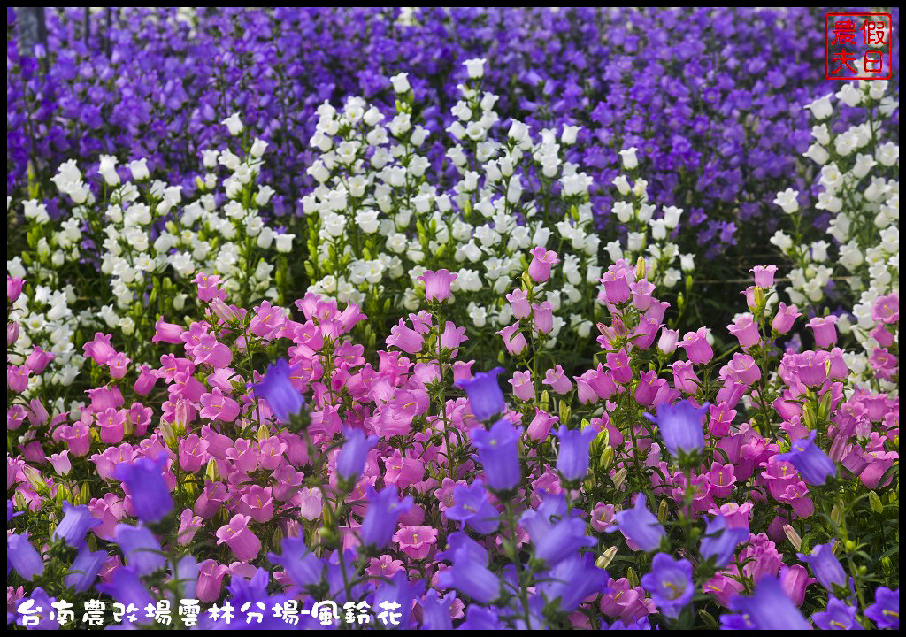 【雲林景點】超夢幻彩虹花田現身在斗南．台南區農業改良場雲林分場-風鈴花/免費參觀/一日遊/親子遊 @假日農夫愛趴趴照