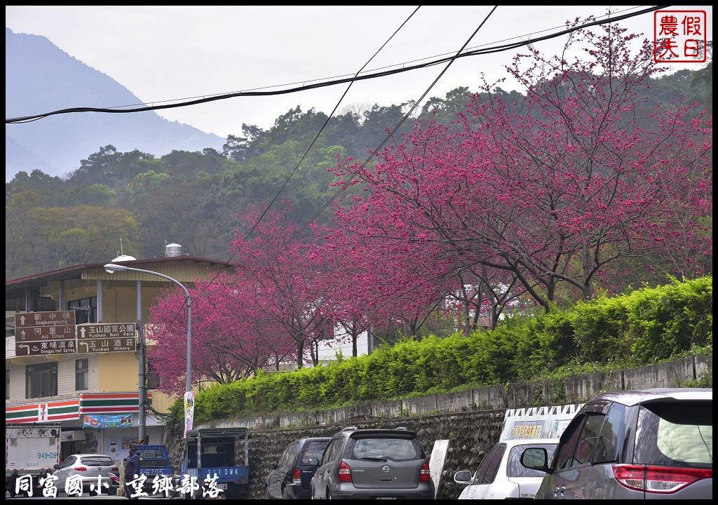 【南投景點】同富國小．望鄉部落櫻花盛開中．像是汽車廣告拍攝場景/香水櫻/一日遊 @假日農夫愛趴趴照