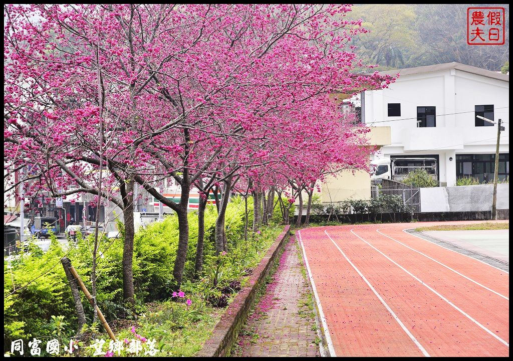 【南投景點】同富國小．望鄉部落櫻花盛開中．像是汽車廣告拍攝場景/香水櫻/一日遊 @假日農夫愛趴趴照