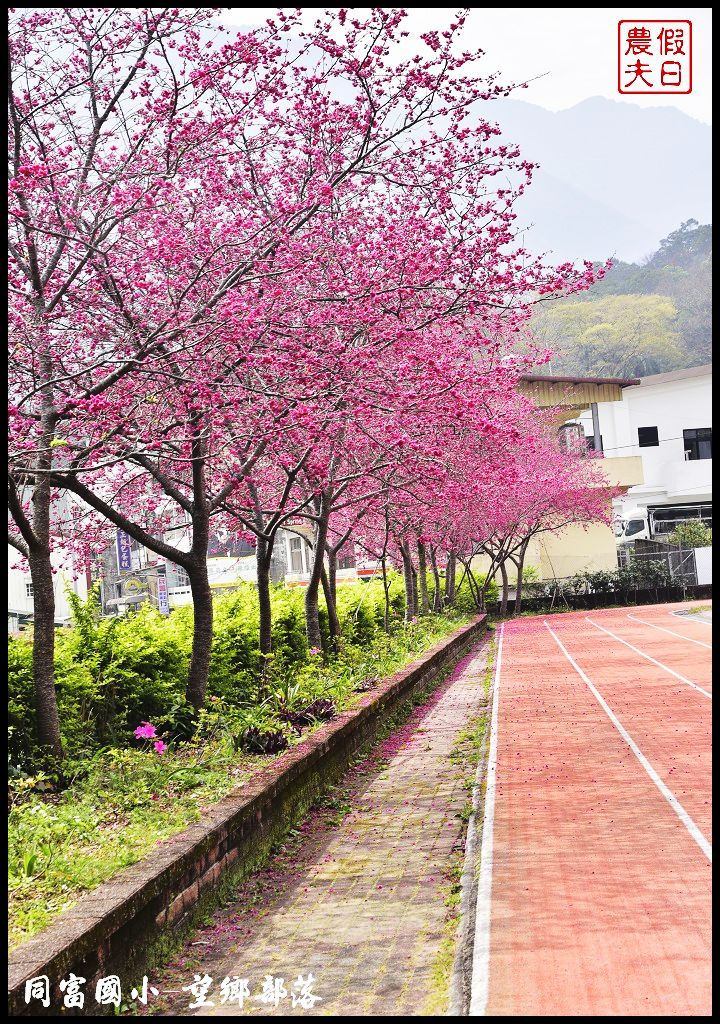 【南投景點】同富國小．望鄉部落櫻花盛開中．像是汽車廣告拍攝場景/香水櫻/一日遊 @假日農夫愛趴趴照