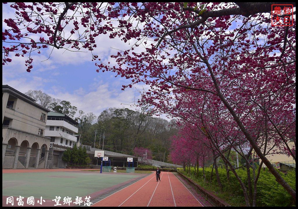 【南投景點】同富國小．望鄉部落櫻花盛開中．像是汽車廣告拍攝場景/香水櫻/一日遊 @假日農夫愛趴趴照