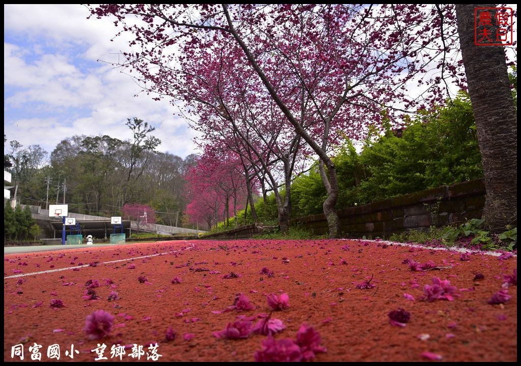 【南投景點】同富國小．望鄉部落櫻花盛開中．像是汽車廣告拍攝場景/香水櫻/一日遊 @假日農夫愛趴趴照