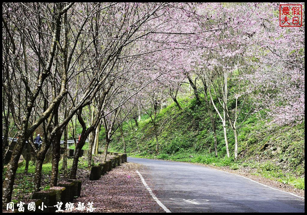 【南投景點】同富國小．望鄉部落櫻花盛開中．像是汽車廣告拍攝場景/香水櫻/一日遊 @假日農夫愛趴趴照