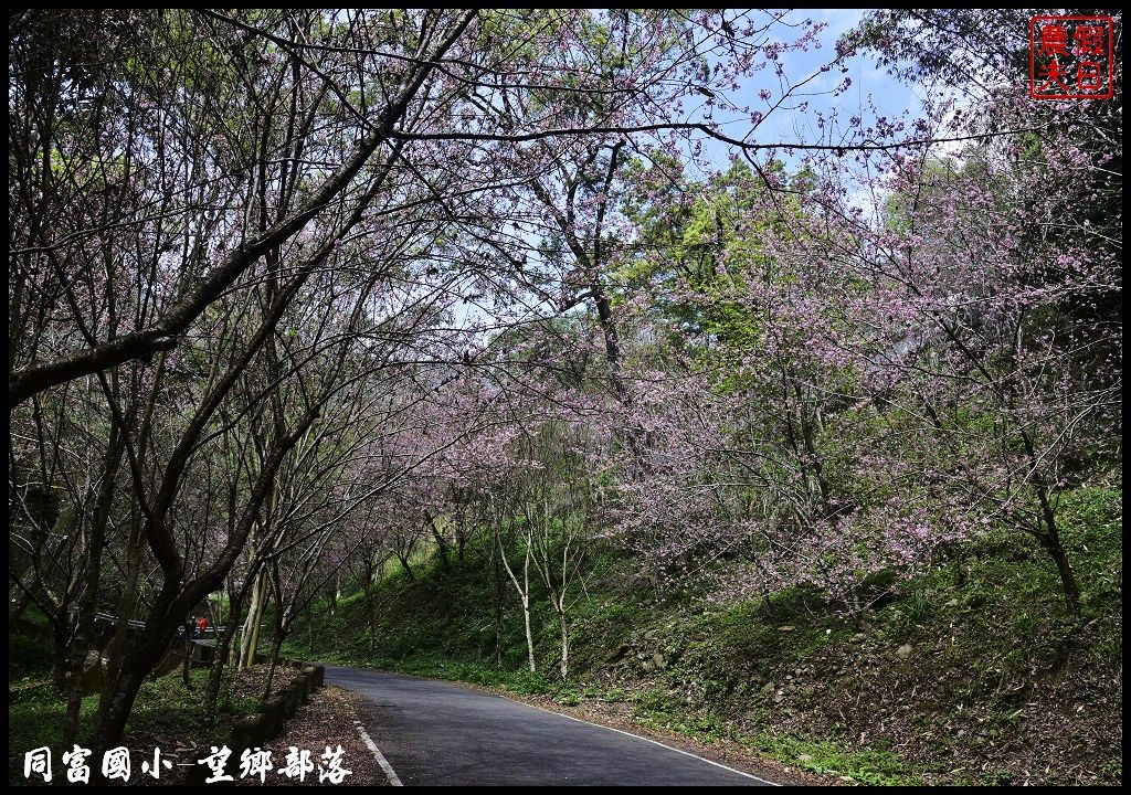 【南投景點】同富國小．望鄉部落櫻花盛開中．像是汽車廣告拍攝場景/香水櫻/一日遊 @假日農夫愛趴趴照