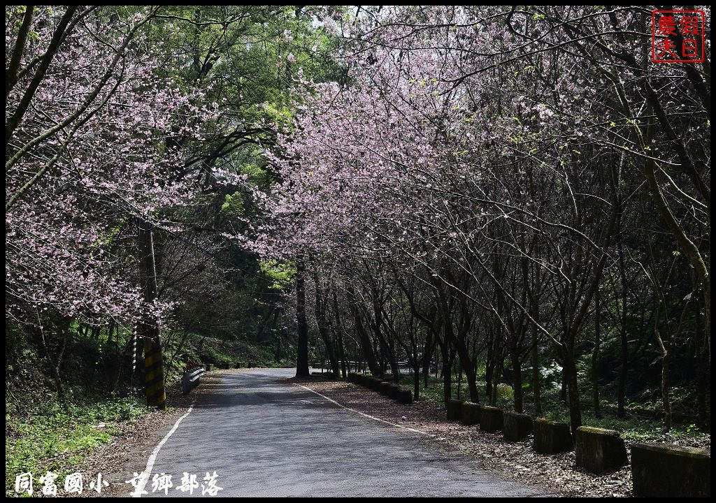 【南投景點】同富國小．望鄉部落櫻花盛開中．像是汽車廣告拍攝場景/香水櫻/一日遊 @假日農夫愛趴趴照