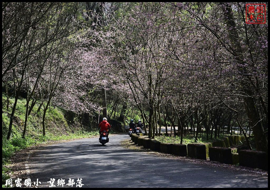 【南投景點】同富國小．望鄉部落櫻花盛開中．像是汽車廣告拍攝場景/香水櫻/一日遊 @假日農夫愛趴趴照