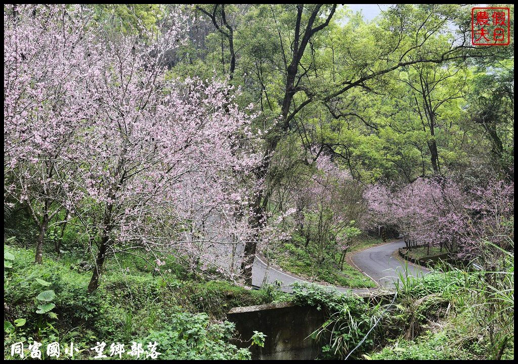 【南投景點】同富國小．望鄉部落櫻花盛開中．像是汽車廣告拍攝場景/香水櫻/一日遊 @假日農夫愛趴趴照