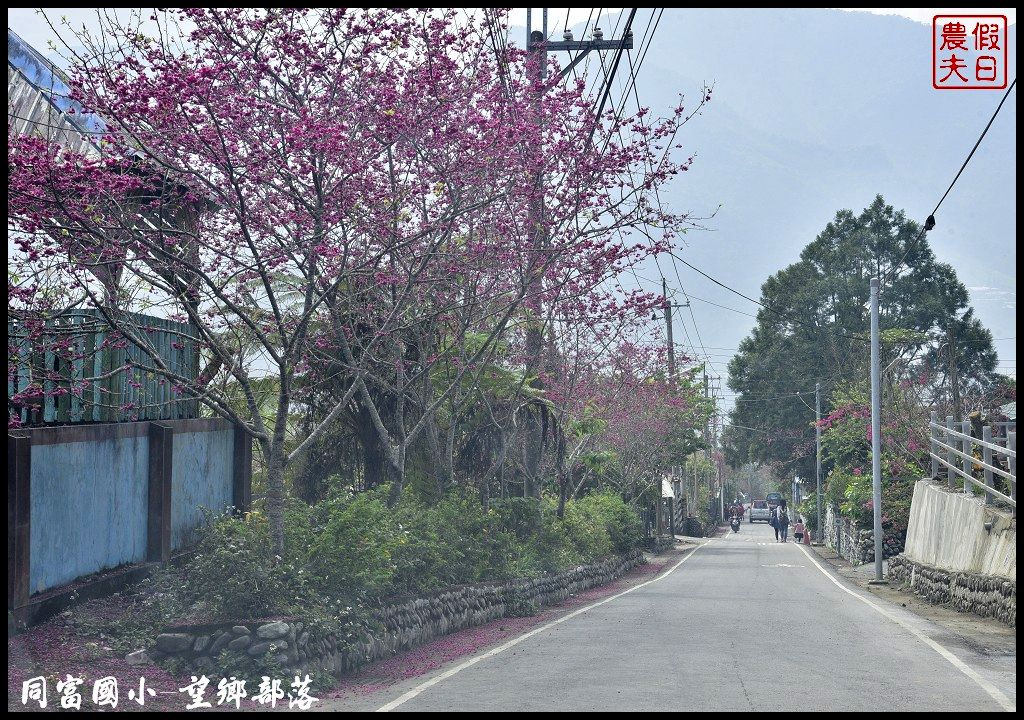 【南投景點】同富國小．望鄉部落櫻花盛開中．像是汽車廣告拍攝場景/香水櫻/一日遊 @假日農夫愛趴趴照