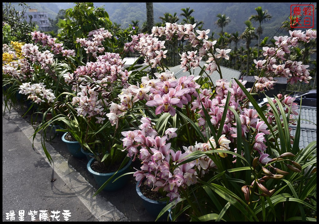 【嘉義景點】瑞里紫藤花季．紫色浪漫幸福藤雲/阿喜紫藤/綠色隧道/蕙茗園/長青居茶鄉民宿/免門票免費參觀/一日遊 @假日農夫愛趴趴照