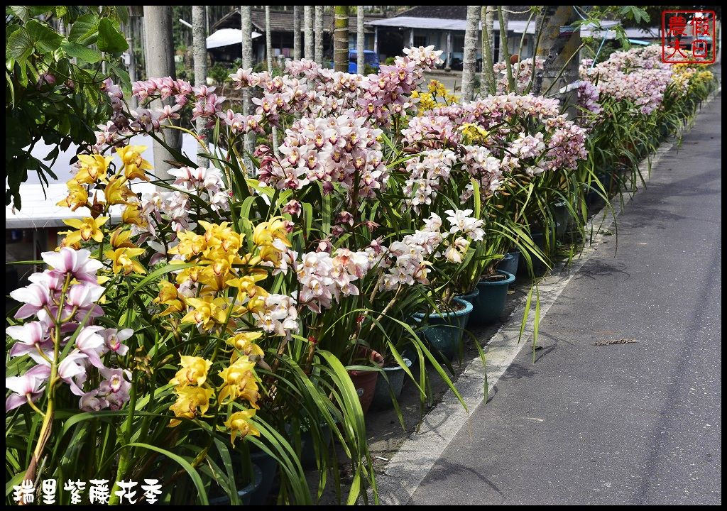 【嘉義景點】瑞里紫藤花季．紫色浪漫幸福藤雲/阿喜紫藤/綠色隧道/蕙茗園/長青居茶鄉民宿/免門票免費參觀/一日遊 @假日農夫愛趴趴照