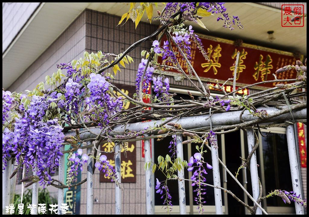 【嘉義景點】瑞里紫藤花季．紫色浪漫幸福藤雲/阿喜紫藤/綠色隧道/蕙茗園/長青居茶鄉民宿/免門票免費參觀/一日遊 @假日農夫愛趴趴照