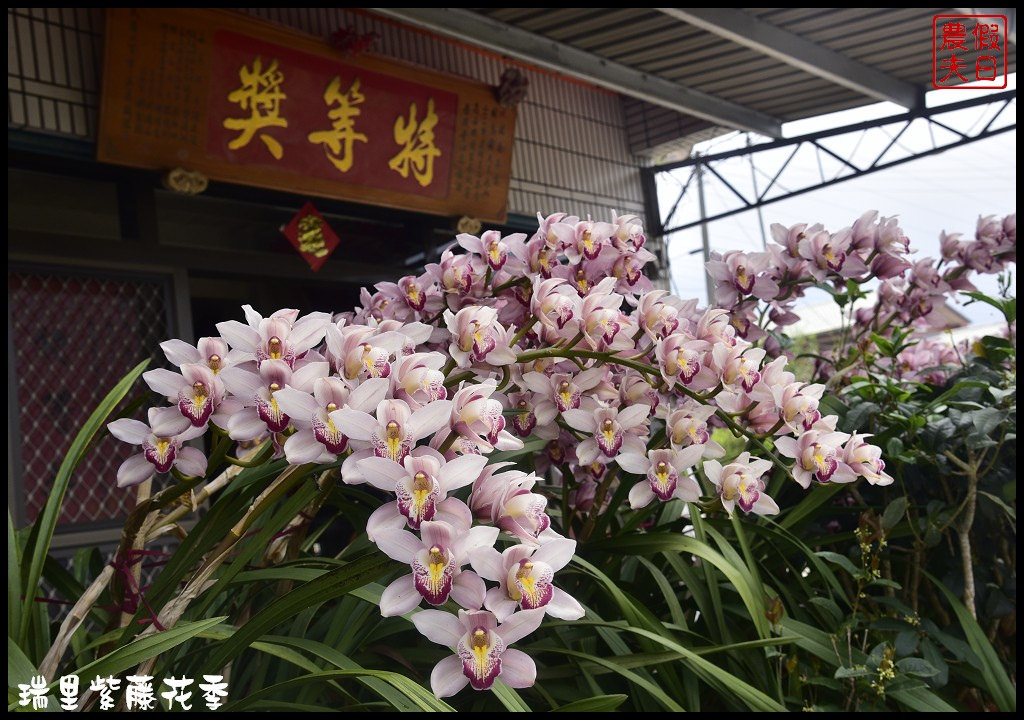 【嘉義景點】瑞里紫藤花季．紫色浪漫幸福藤雲/阿喜紫藤/綠色隧道/蕙茗園/長青居茶鄉民宿/免門票免費參觀/一日遊 @假日農夫愛趴趴照