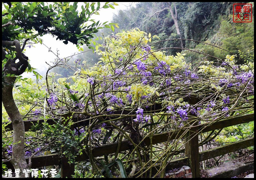 【嘉義景點】瑞里紫藤花季．紫色浪漫幸福藤雲/阿喜紫藤/綠色隧道/蕙茗園/長青居茶鄉民宿/免門票免費參觀/一日遊 @假日農夫愛趴趴照