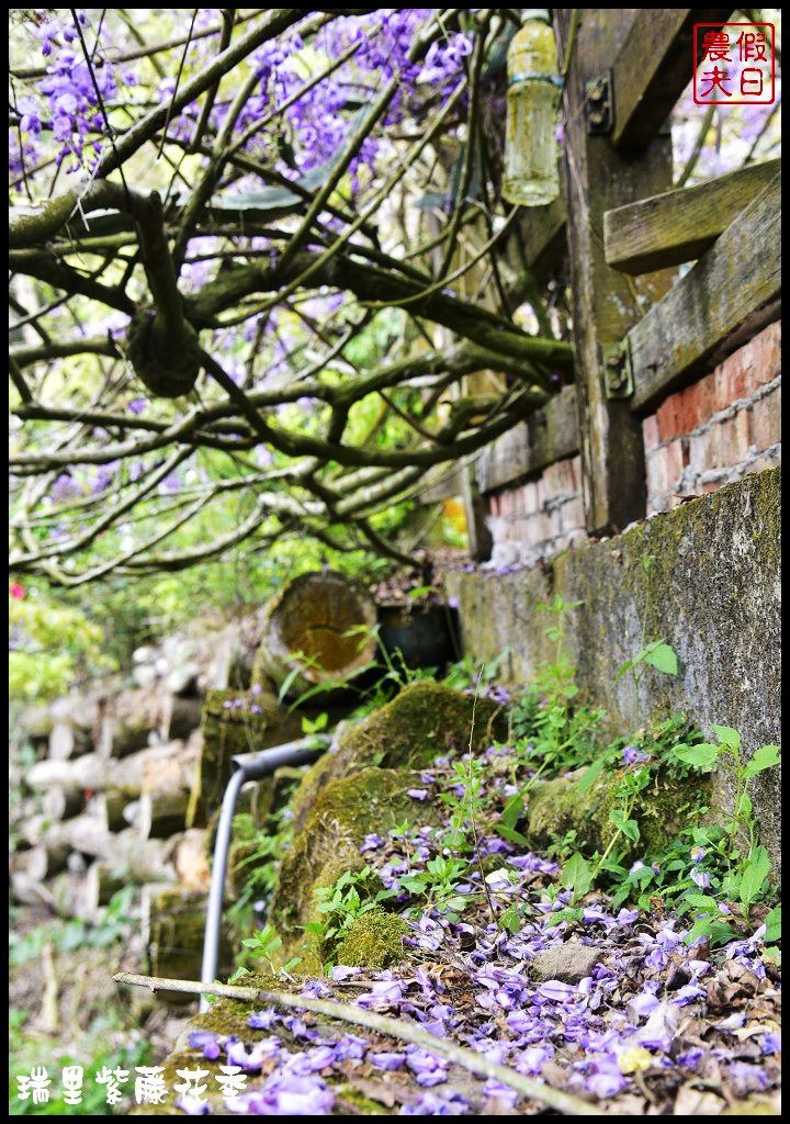 【嘉義景點】瑞里紫藤花季．紫色浪漫幸福藤雲/阿喜紫藤/綠色隧道/蕙茗園/長青居茶鄉民宿/免門票免費參觀/一日遊 @假日農夫愛趴趴照