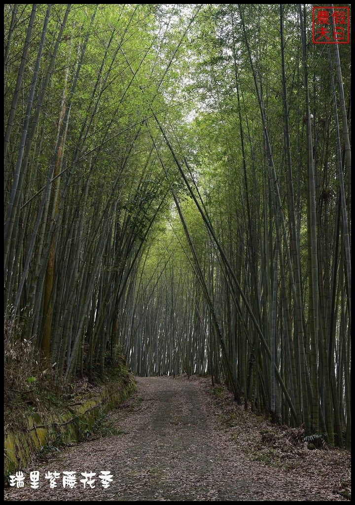 【嘉義景點】瑞里紫藤花季．紫色浪漫幸福藤雲/阿喜紫藤/綠色隧道/蕙茗園/長青居茶鄉民宿/免門票免費參觀/一日遊 @假日農夫愛趴趴照