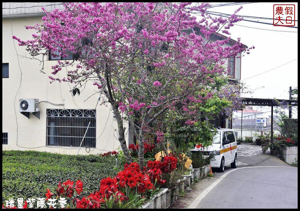 【嘉義景點】瑞里紫藤花季．紫色浪漫幸福藤雲/阿喜紫藤/綠色隧道/蕙茗園/長青居茶鄉民宿/免門票免費參觀/一日遊 @假日農夫愛趴趴照