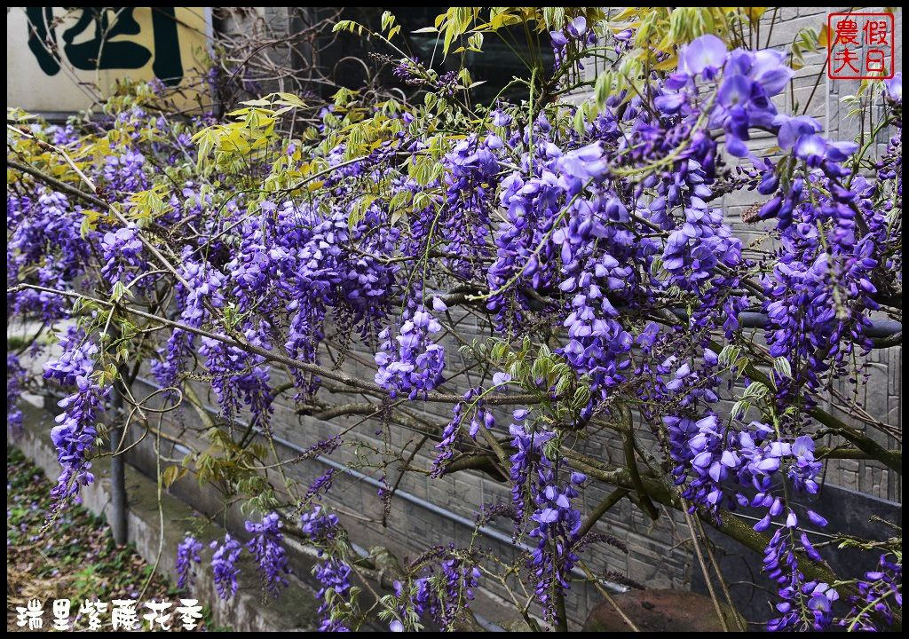 【嘉義旅遊】嘉義賞花二日遊．住里亞環島行旅輕鬆上阿里山賞櫻花/瑞里紫滕花季/黃花風鈴木/苦戀花隧道 @假日農夫愛趴趴照