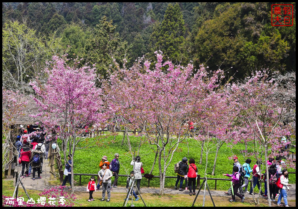 【嘉義旅遊】嘉義賞花二日遊．住里亞環島行旅輕鬆上阿里山賞櫻花/瑞里紫滕花季/黃花風鈴木/苦戀花隧道 @假日農夫愛趴趴照