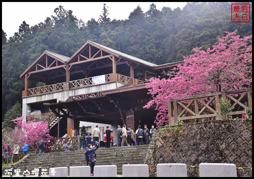 【嘉義旅遊】嘉義賞花二日遊．住里亞環島行旅輕鬆上阿里山賞櫻花/瑞里紫滕花季/黃花風鈴木/苦戀花隧道 @假日農夫愛趴趴照