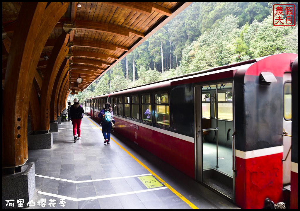 【嘉義旅遊】嘉義賞花二日遊．住里亞環島行旅輕鬆上阿里山賞櫻花/瑞里紫滕花季/黃花風鈴木/苦戀花隧道 @假日農夫愛趴趴照