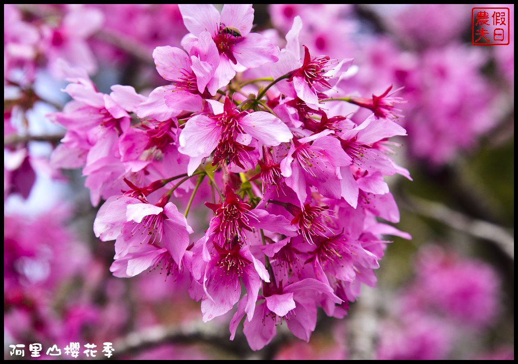 【嘉義旅遊】嘉義賞花二日遊．住里亞環島行旅輕鬆上阿里山賞櫻花/瑞里紫滕花季/黃花風鈴木/苦戀花隧道 @假日農夫愛趴趴照