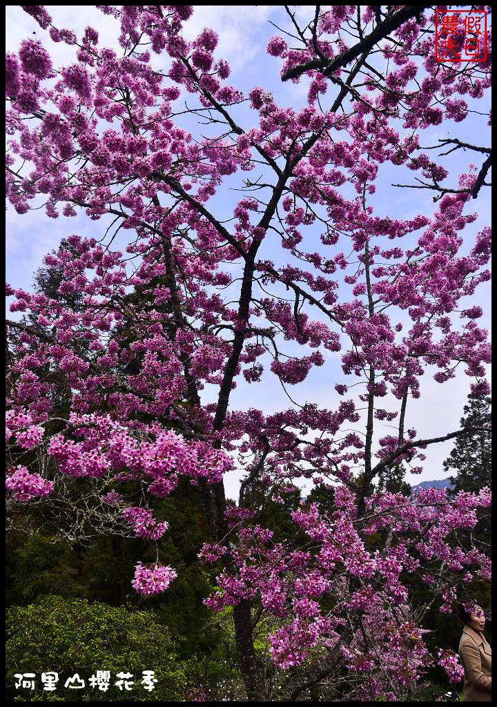 【嘉義旅遊】嘉義賞花二日遊．住里亞環島行旅輕鬆上阿里山賞櫻花/瑞里紫滕花季/黃花風鈴木/苦戀花隧道 @假日農夫愛趴趴照