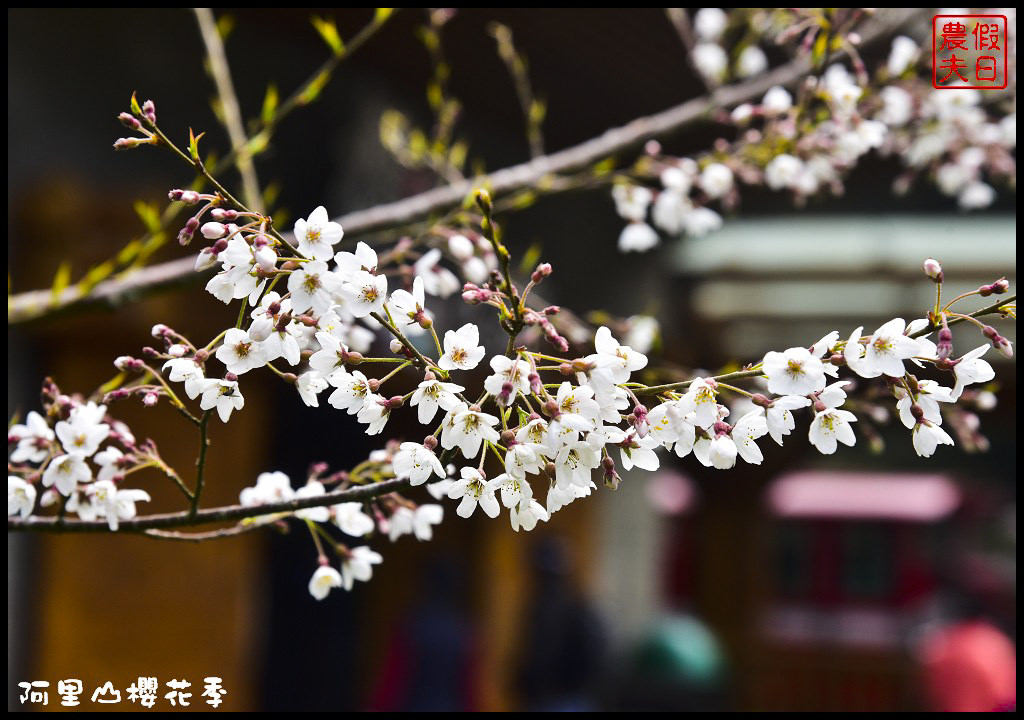 【嘉義旅遊】嘉義賞花二日遊．住里亞環島行旅輕鬆上阿里山賞櫻花/瑞里紫滕花季/黃花風鈴木/苦戀花隧道 @假日農夫愛趴趴照