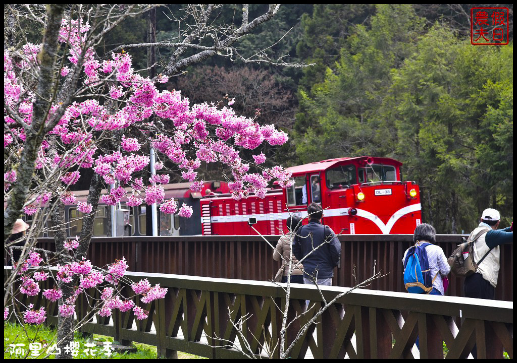 【嘉義旅遊】嘉義賞花二日遊．住里亞環島行旅輕鬆上阿里山賞櫻花/瑞里紫滕花季/黃花風鈴木/苦戀花隧道 @假日農夫愛趴趴照