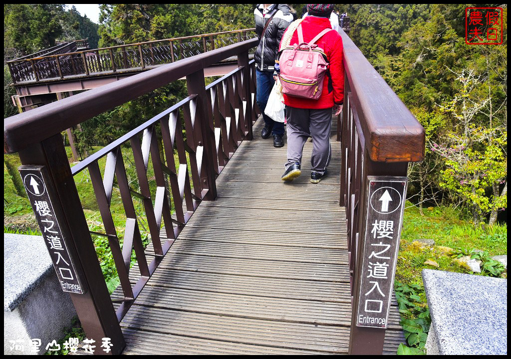 【嘉義旅遊】嘉義賞花二日遊．住里亞環島行旅輕鬆上阿里山賞櫻花/瑞里紫滕花季/黃花風鈴木/苦戀花隧道 @假日農夫愛趴趴照