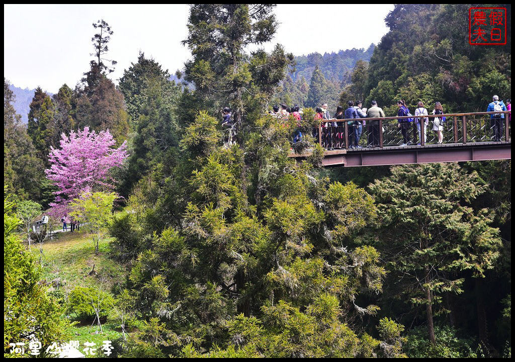 【嘉義旅遊】嘉義賞花二日遊．住里亞環島行旅輕鬆上阿里山賞櫻花/瑞里紫滕花季/黃花風鈴木/苦戀花隧道 @假日農夫愛趴趴照