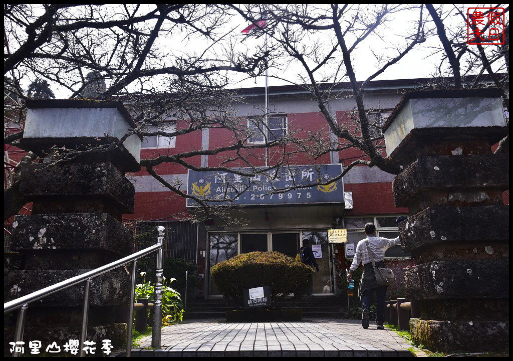 【嘉義旅遊】嘉義賞花二日遊．住里亞環島行旅輕鬆上阿里山賞櫻花/瑞里紫滕花季/黃花風鈴木/苦戀花隧道 @假日農夫愛趴趴照