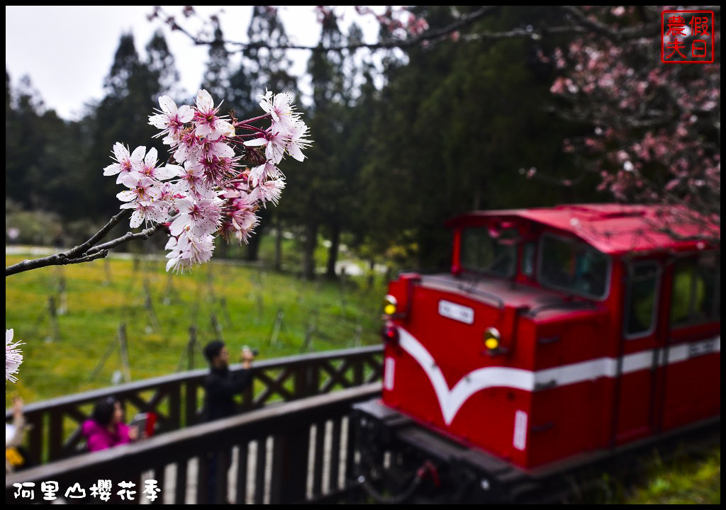 【嘉義旅遊】嘉義賞花二日遊．住里亞環島行旅輕鬆上阿里山賞櫻花/瑞里紫滕花季/黃花風鈴木/苦戀花隧道 @假日農夫愛趴趴照